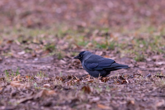 Colpo del primo piano di un corvo nero in piedi sul suolo