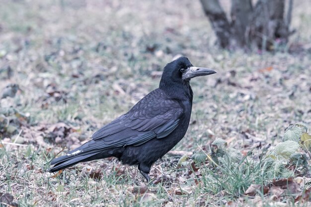 Colpo del primo piano di un corvo nero in piedi sull'erba verde