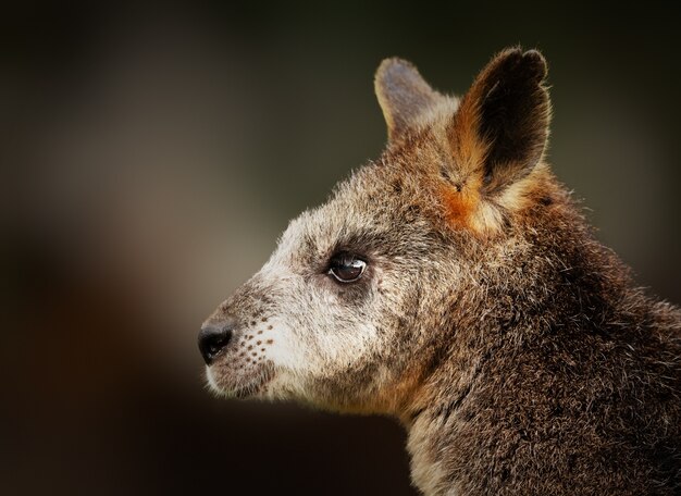 Colpo del primo piano di un cucciolo di wallaby