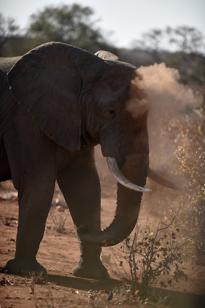 Colpo del primo piano di un elefante africano che gioca con la polvere