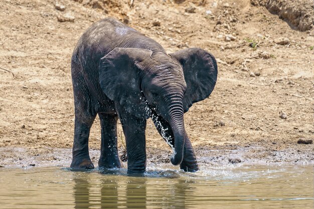 Colpo del primo piano di un elefante che beve e gioca con l'acqua del lago durante la luce del giorno