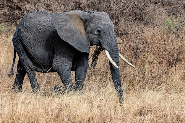 Colpo del primo piano di un elefante sveglio che cammina sull'erba secca nel deserto