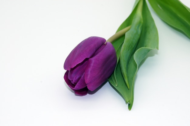 Colpo del primo piano di un fiore bellissimo tulipano viola con uno spazio di copia