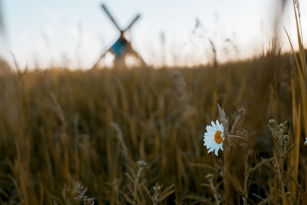 Colpo del primo piano di un fiore bianco in un campo erboso con una croce di trasporto maschile sfocata sullo sfondo