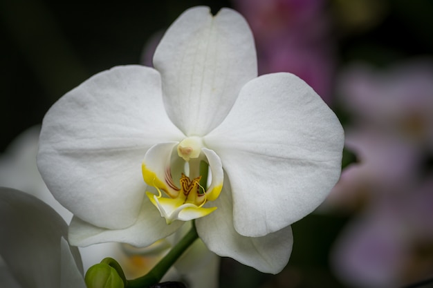 Colpo del primo piano di un fiore bianco