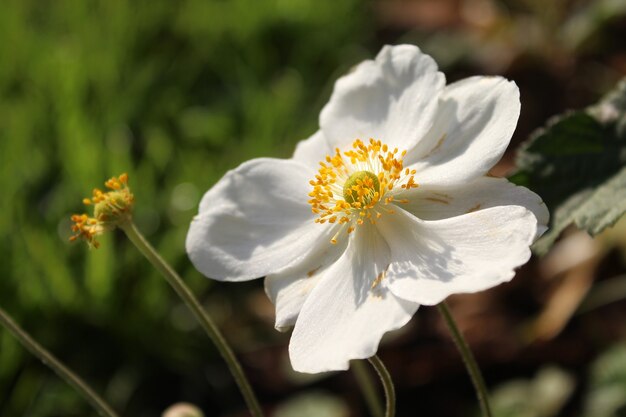 Colpo del primo piano di un fiore di anemone raccolto