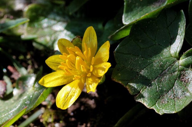Colpo del primo piano di un fiore di celidonia minore giallo con foglie verdi sfocate