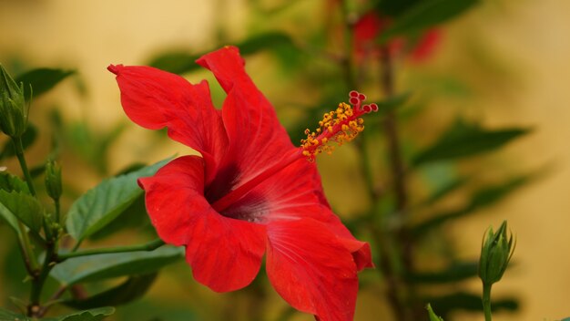 Colpo del primo piano di un fiore di ibisco rosso brillante