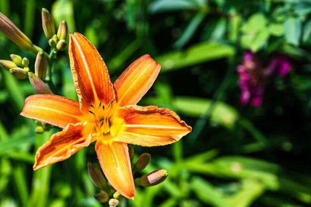 Colpo del primo piano di un fiore di Lilium arancione (giglio di giorno) in un giardino su uno sfondo sfocato