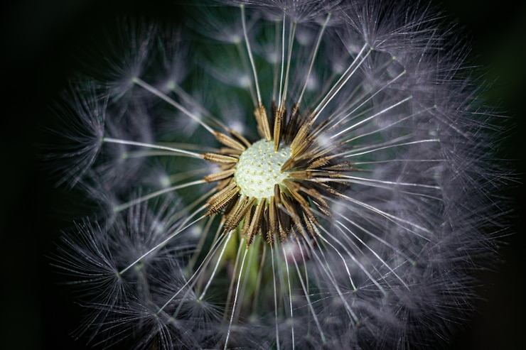 Foto gratuito colpo del primo piano di un fiore di tarassaco in giardino