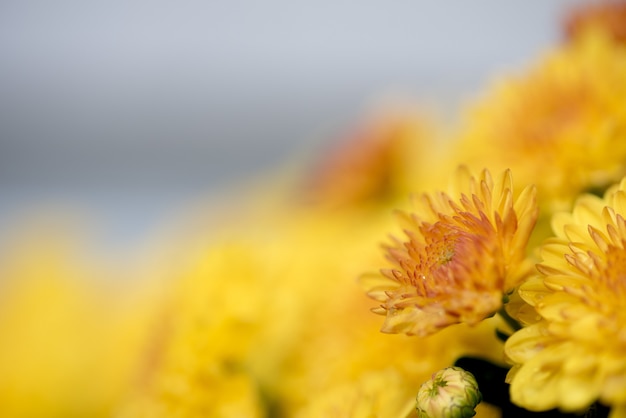 Colpo del primo piano di un fiore giallo con uno sfondo sfocato