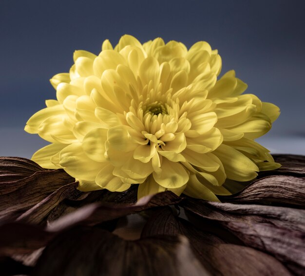 Colpo del primo piano di un fiore giallo grande e bello su una superficie con foglie secche