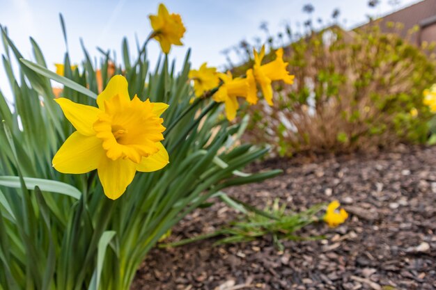 Colpo del primo piano di un fiore giallo