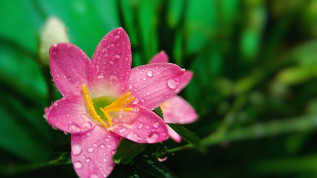 Colpo del primo piano di un fiore rosa con le goccioline di acqua