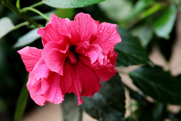 Colpo del primo piano di un fiore rosa con stame lungo in una foresta pacifica