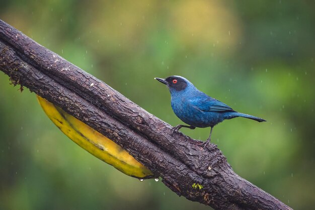 Colpo del primo piano di un flowerpiercer mascherato appollaiato su un ramo di albero