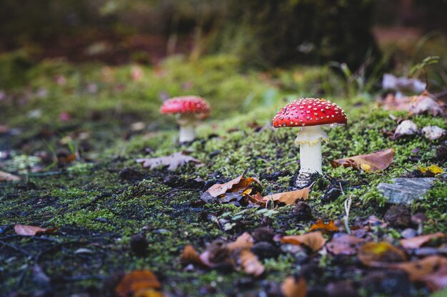 Colpo del primo piano di un fungo di agarico sveglio che cresce nell'erba