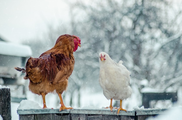 Colpo del primo piano di un gallo e una gallina su una superficie di legno con il fiocco di neve sullo sfondo sfocato