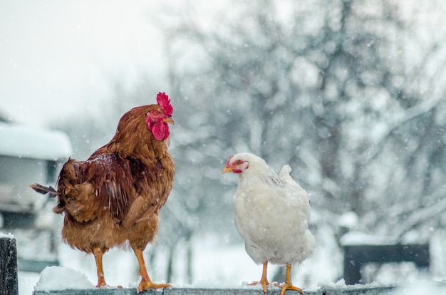 Colpo del primo piano di un gallo e una gallina su una superficie di legno con il fiocco di neve