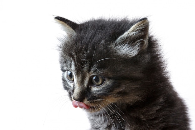 Colpo del primo piano di un gattino con la sua lingua fuori isolata su una parete bianca