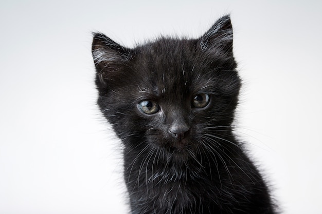 Colpo del primo piano di un gattino nero sveglio isolato su un bianco