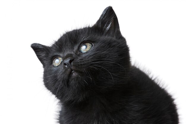 Colpo del primo piano di un gattino nero sveglio isolato su un bianco