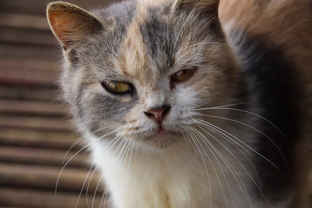 Colpo del primo piano di un gatto assonnato lanuginoso che guarda davanti