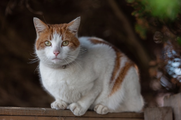 Colpo del primo piano di un gatto bianco e arancione che guarda in una direzione diritta