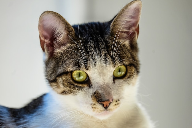 Colpo del primo piano di un gatto che esamina la macchina fotografica con una priorità bassa vaga