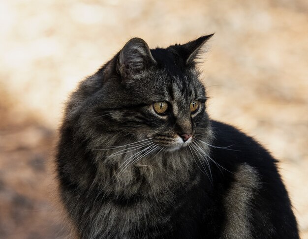 Colpo del primo piano di un gatto dai capelli lunghi domestico nero sveglio