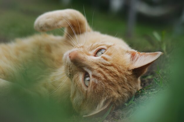 Colpo del primo piano di un gatto marrone che pone sull'erba