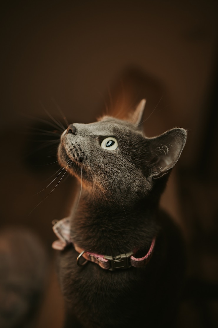 Foto gratuito colpo del primo piano di un gatto nero con gli occhi verdi