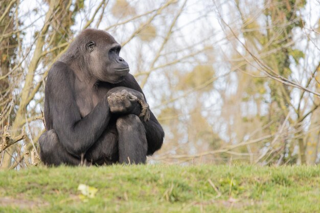 Colpo del primo piano di un gorilla seduto comodamente su una collina e guardando lontano sognante