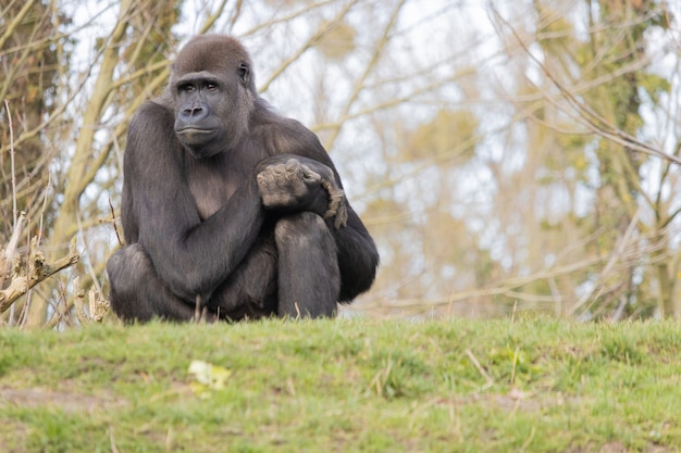 Colpo del primo piano di un gorilla seduto comodamente su una collina e guardando lontano sognante