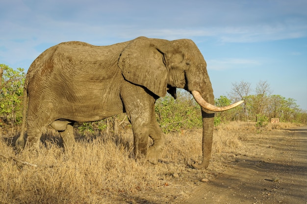 Colpo del primo piano di un grande elefante nel safari sotto un cielo blu