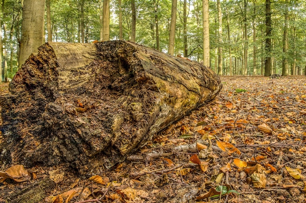 Colpo del primo piano di un grande tronco di legno nel mezzo di una foresta piena di alberi in una giornata fresca