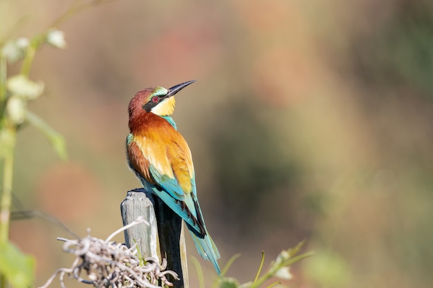 Colpo del primo piano di un gruccione con piume colorate