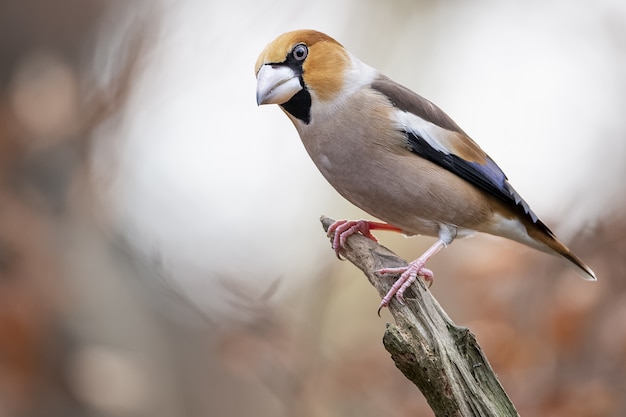 Colpo del primo piano di un hawfinch maschio seduto su un ramo