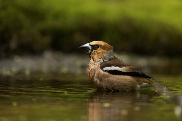 Colpo del primo piano di un hawfinch nell'acqua