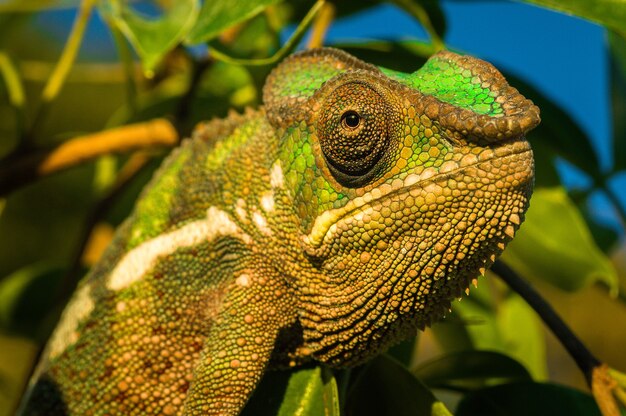 Colpo del primo piano di un'iguana verde