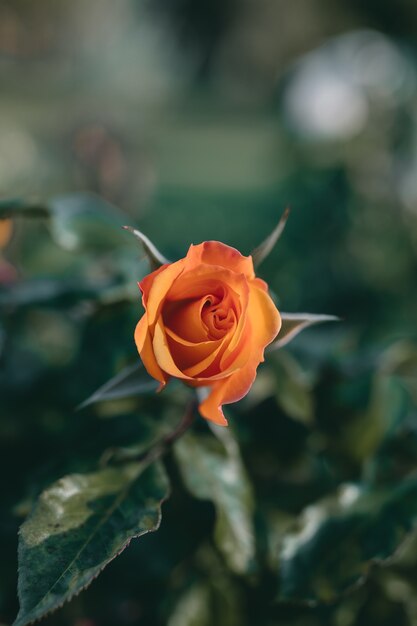 Colpo del primo piano di un incredibile fiore di rosa arancione