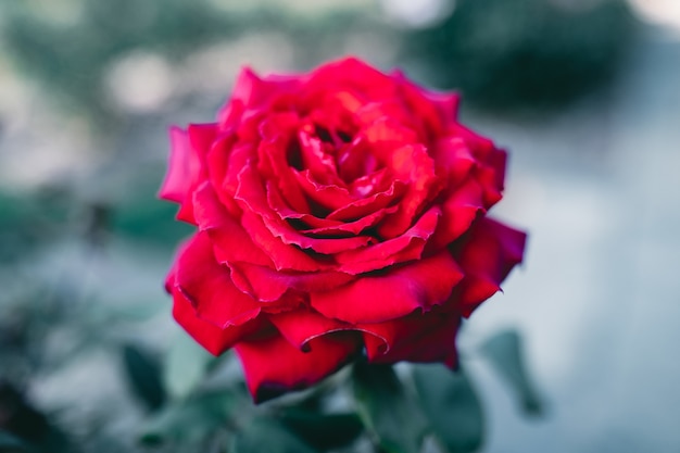 Colpo del primo piano di un incredibile fiore di rosa rossa