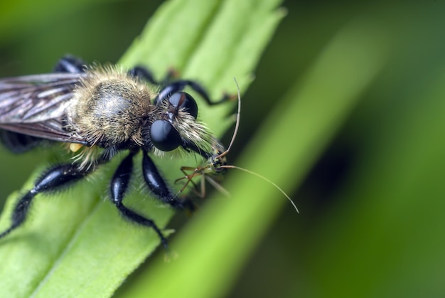 Colpo del primo piano di un insetto in piedi su una foglia verde