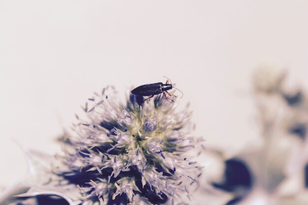 Colpo del primo piano di un insetto viola su un fiore