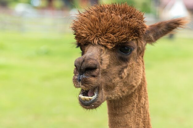 Colpo del primo piano di un lama marrone nel campo