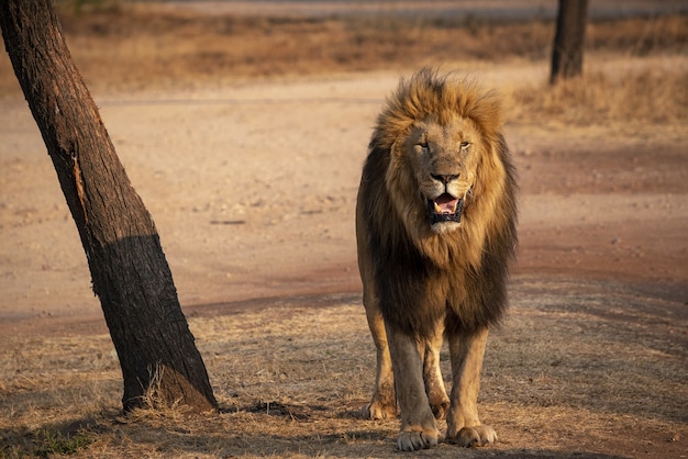 Colpo del primo piano di un leone in Sud Africa