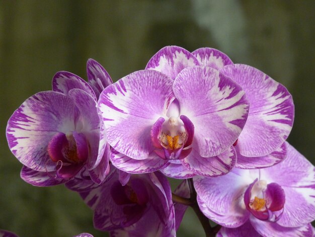 Colpo del primo piano di un mazzo di bellissime orchidee rosa e bianche