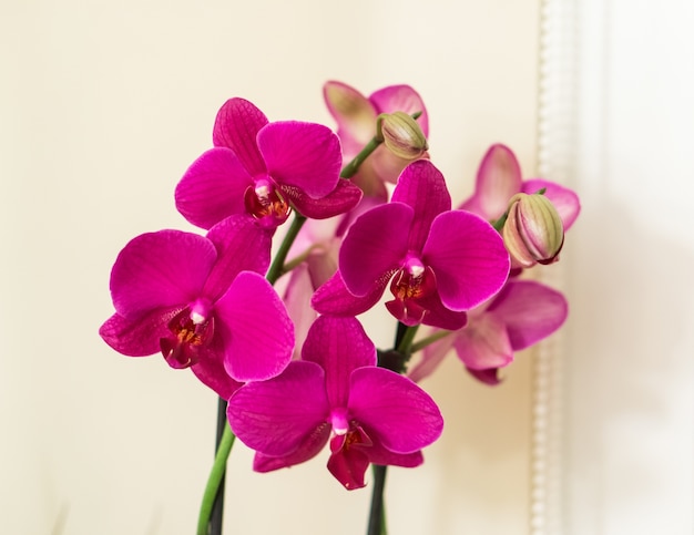 Colpo del primo piano di un mazzo di bellissime orchidee rosa