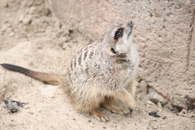 Colpo del primo piano di un meerkat che osserva in su