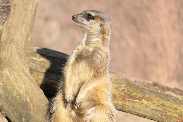 Colpo del primo piano di un meerkat seduto su un tronco